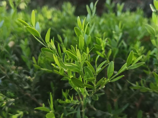 Buxus macowanii